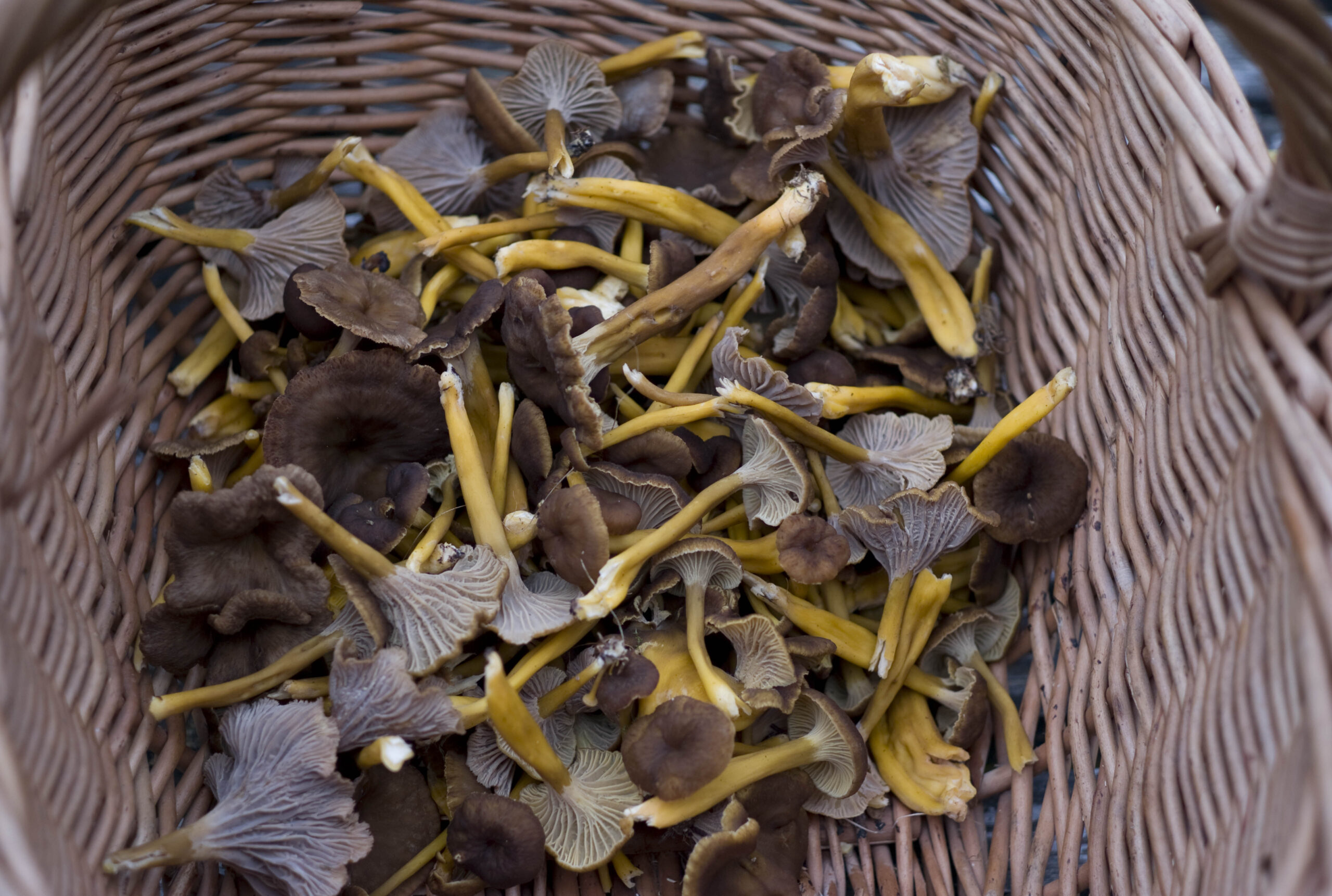 Trattkantareller plockade i skogen och redo för tillagning på Restaurang Hestraviken, med fokus på lokala och säsongsanpassade råvaror.