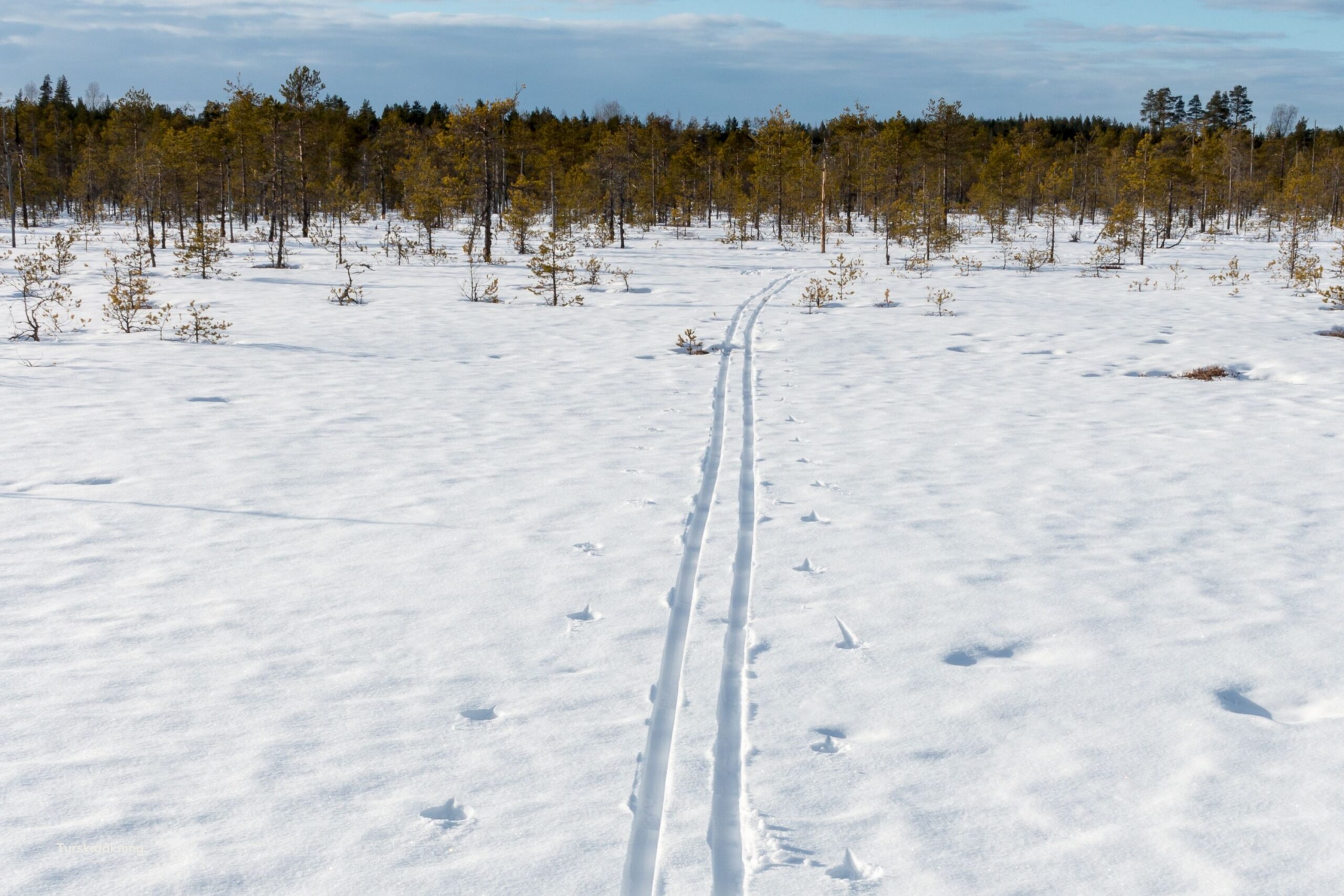 Skidspår på Komosse med lågväxta tallar en solig klar och kall eftermiddag